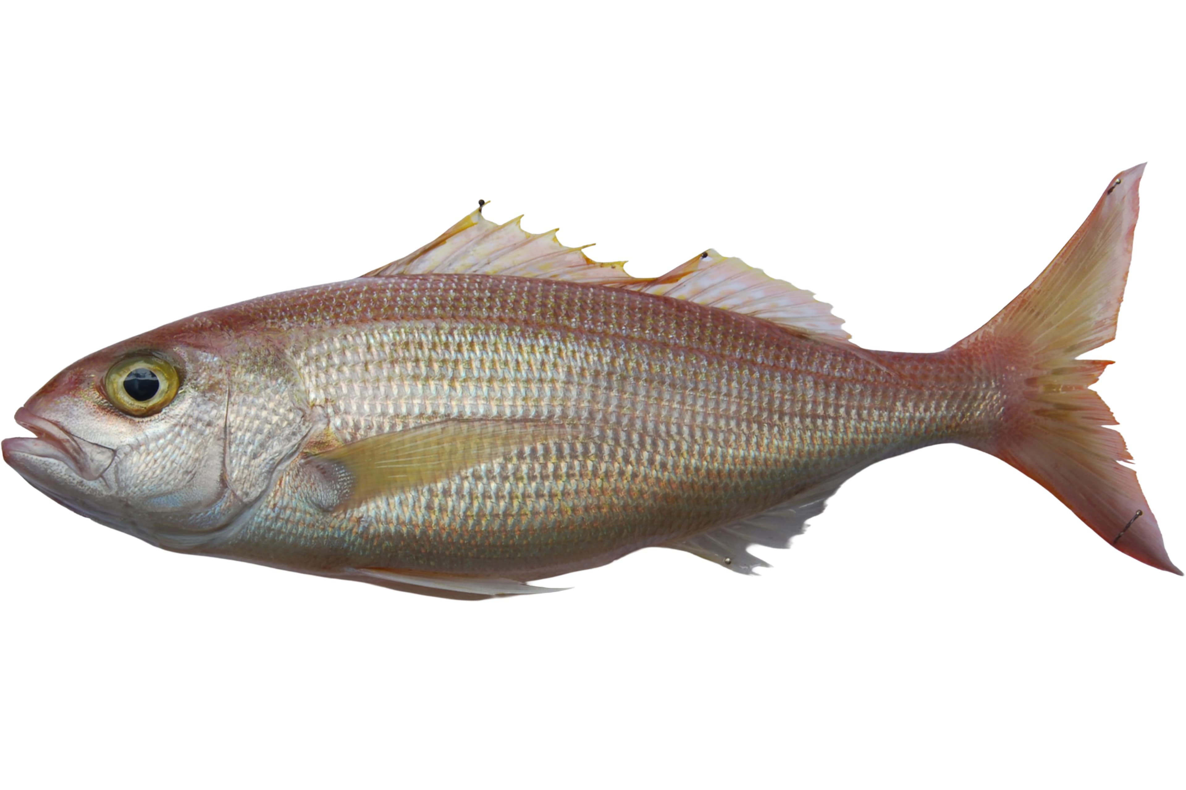 Red Snapper