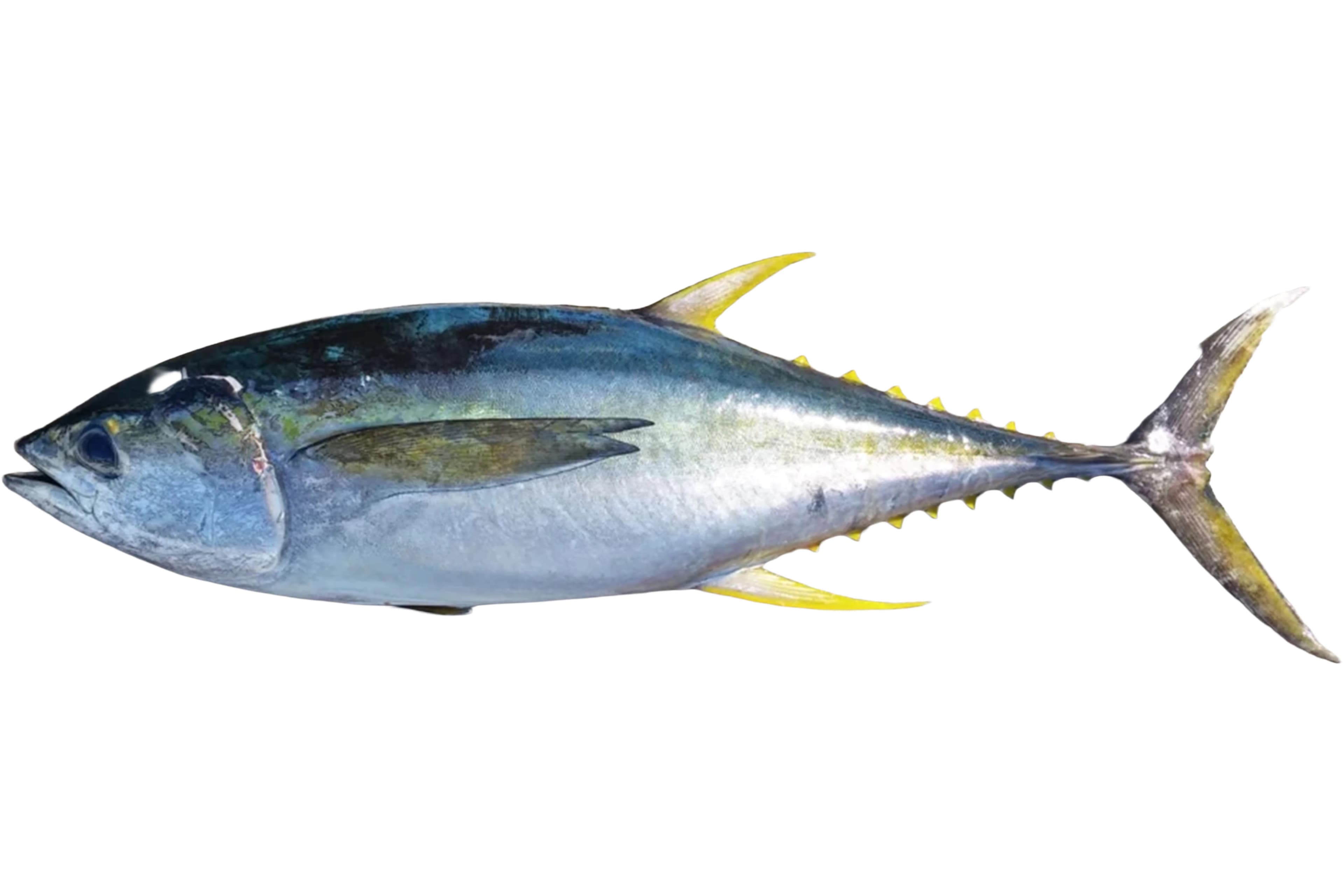 Yellowfin Tuna
